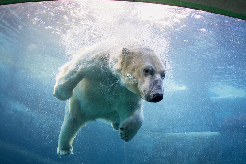 Urs polar in apa