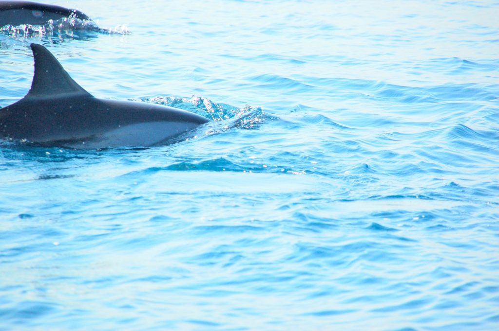 Delfini in Bali