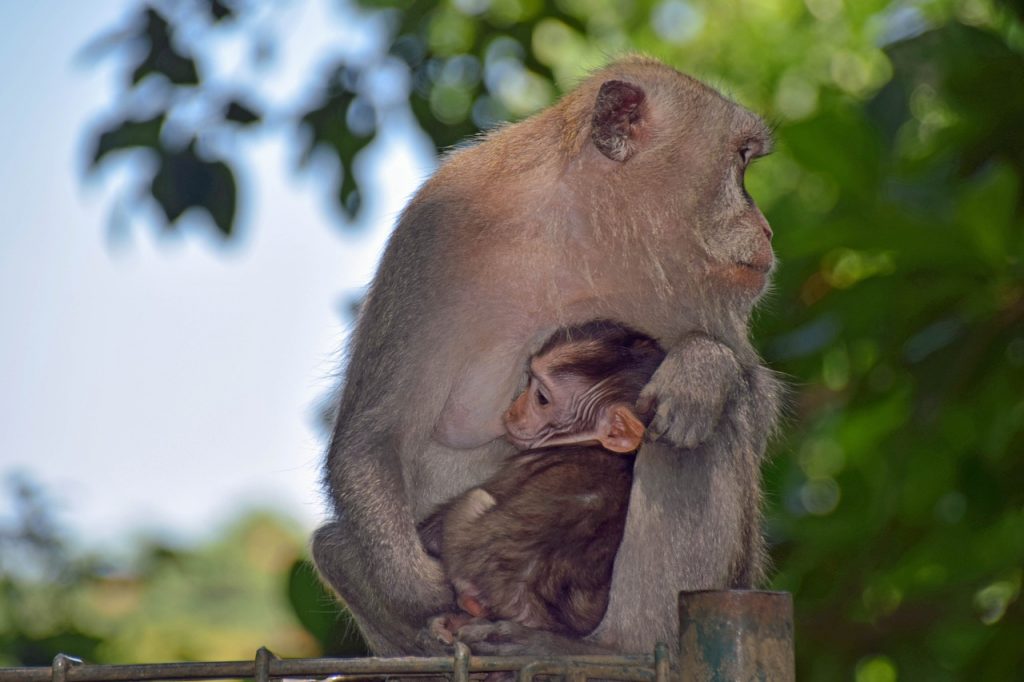 Padurea maimutelor Bali