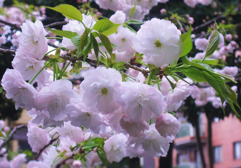 Ciresi Japonezi in floare