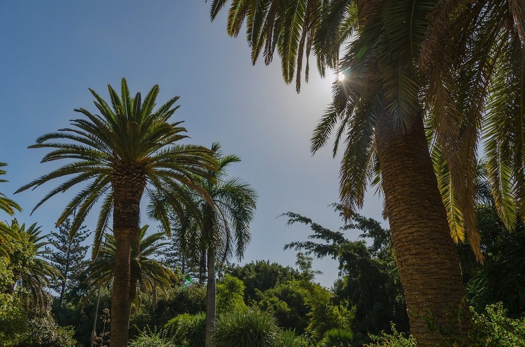 Tenerife, insulele Canare