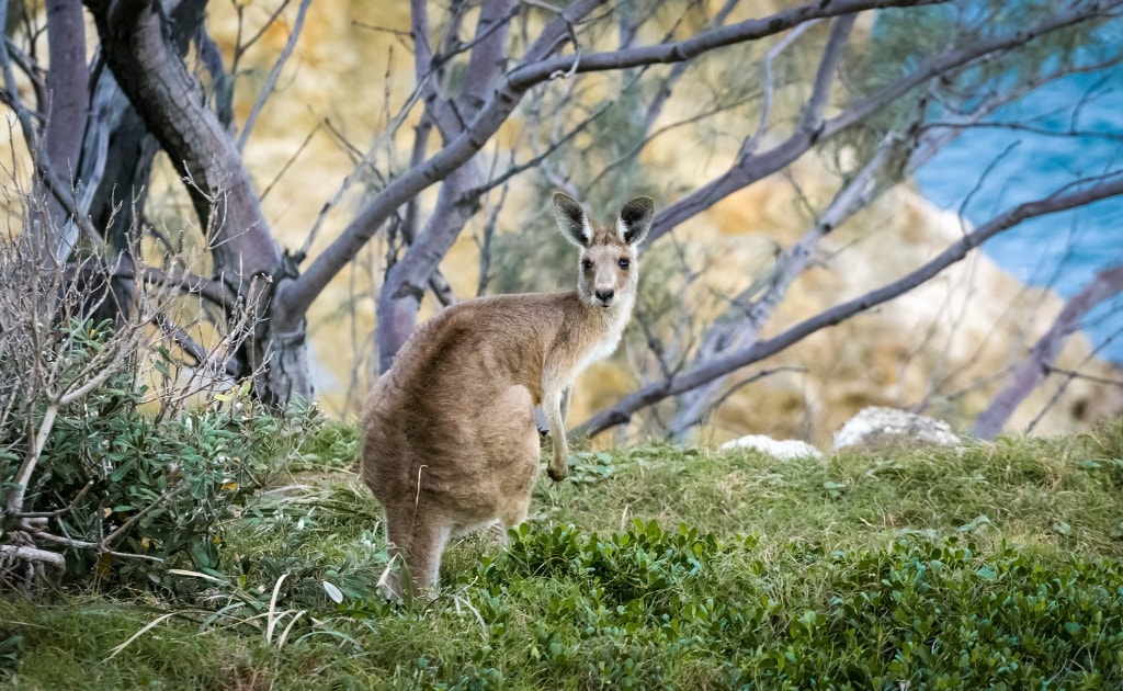 Parcul National Kakadu atractii si obiective turistice Australia