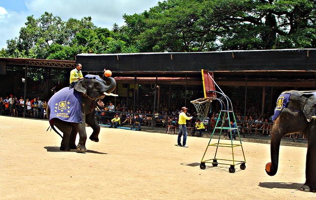 Pattaya - parcul elefantilor