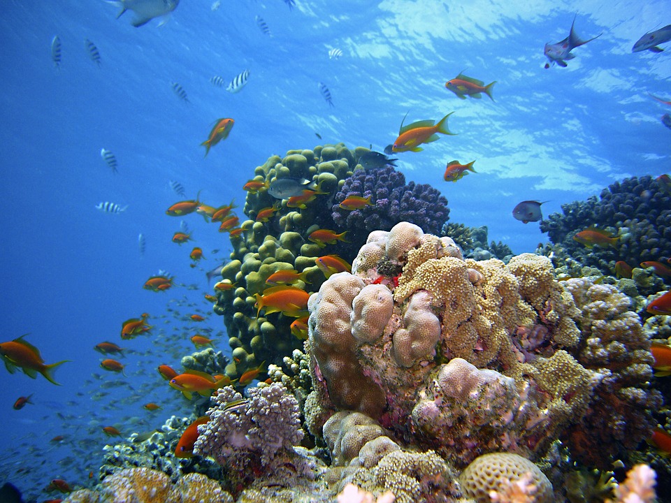 recifi de corali