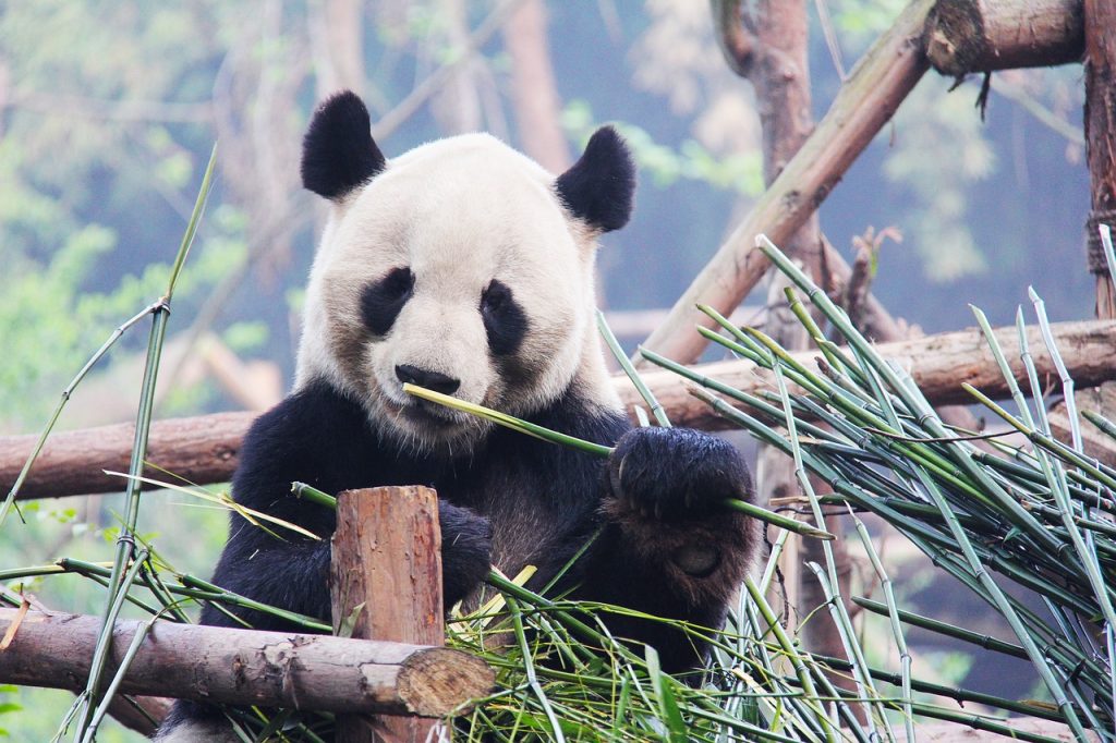 Panda - gradina zoologica Beijing