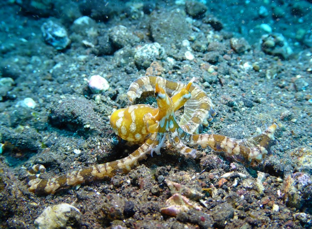 Scuba diving Bali