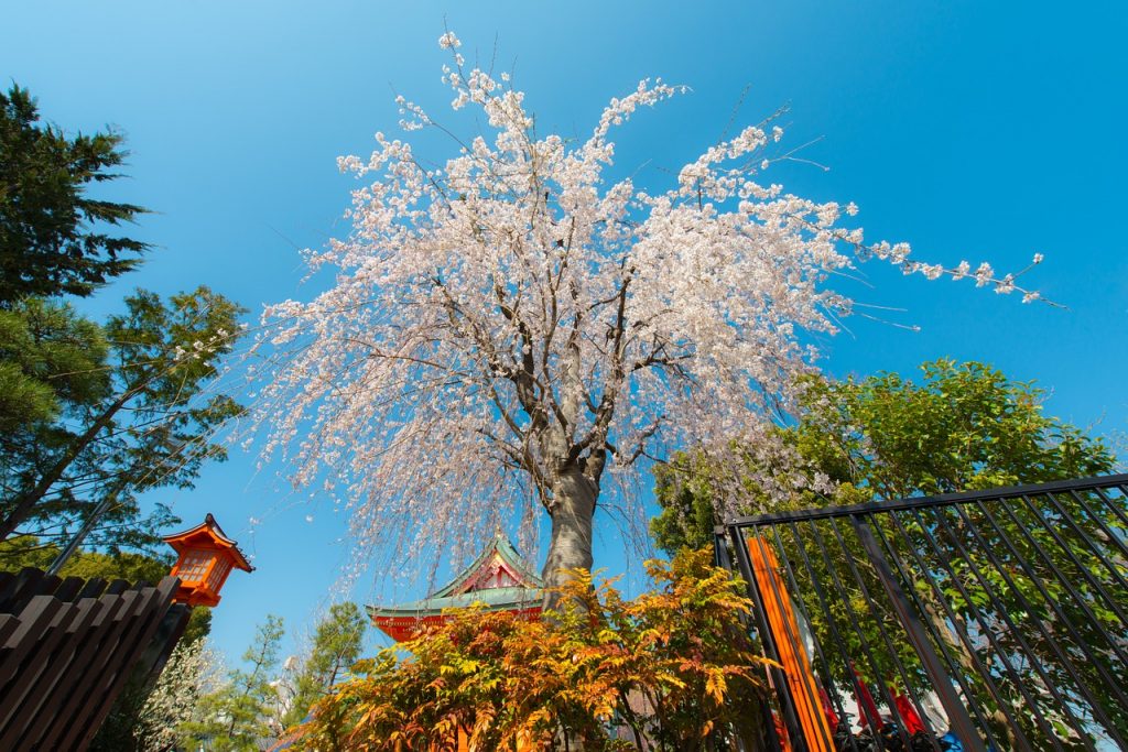 Sakura Festival