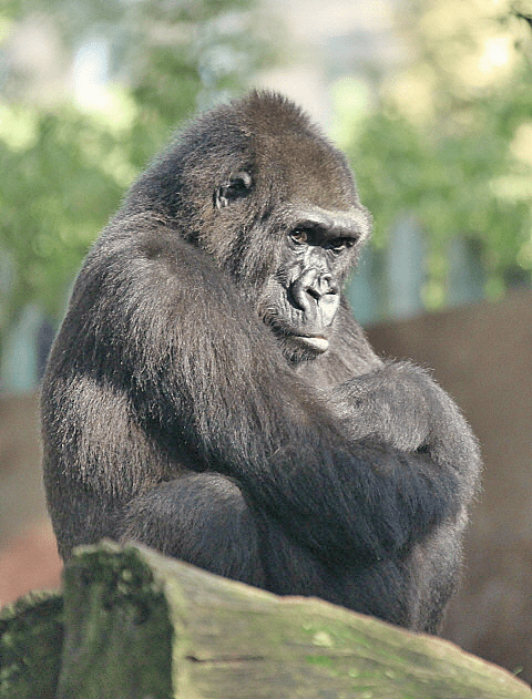 Gradina Zoologica Barcelona, cea mai mare primata din lume 