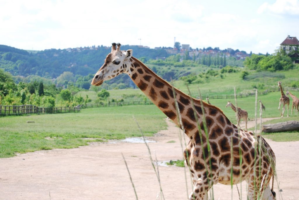 Gradina Zoologica Praga, girafa Rothschild,