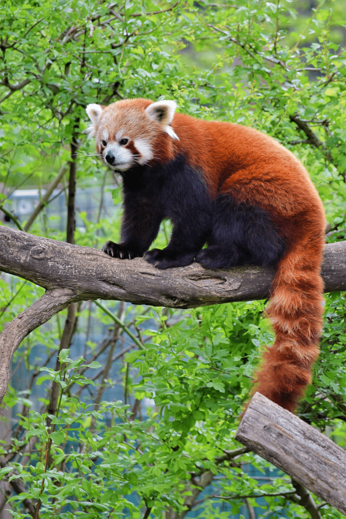 Gradina Zoologica ZSL Londra, panda rosu