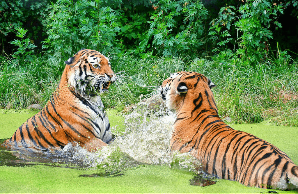 Gradina zoologica Schonbrunn - Viena