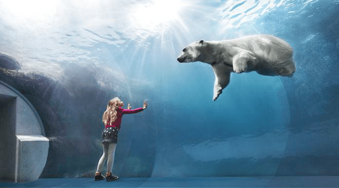 Gradina Zoologica Copenhaga,ursul polar inotand