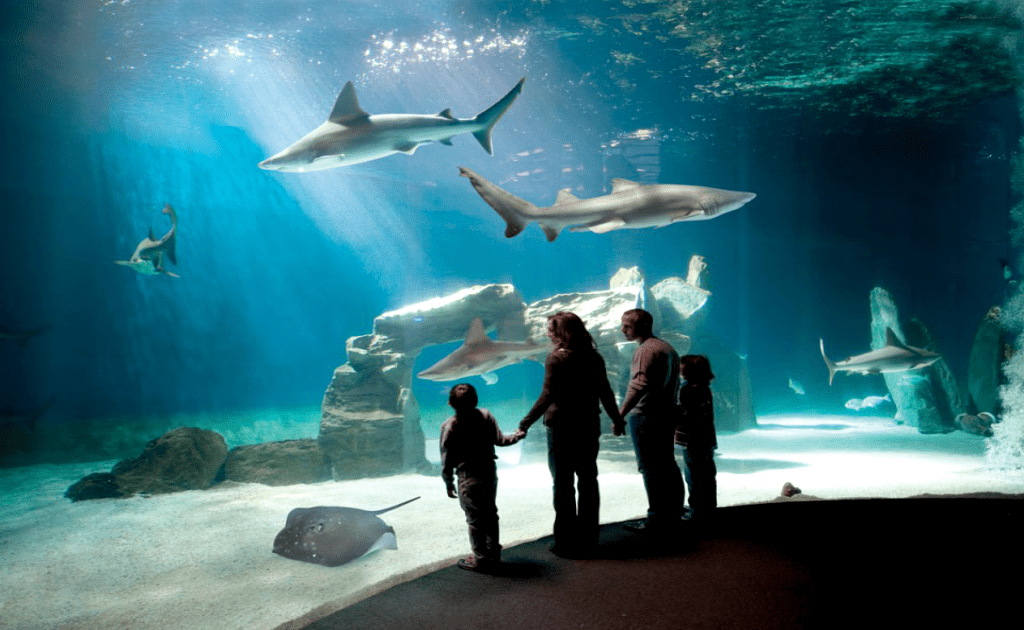 Obiective turistice Genova - Aquarium